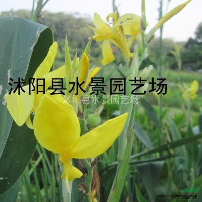 江蘇三白草 大量批發(fā) 三白草價(jià)格 三百草種子