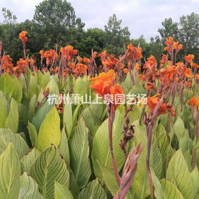 水生植物香菇草水毛花石菖蒲金邊菖蒲水生苔草五節(jié)芒基地直銷