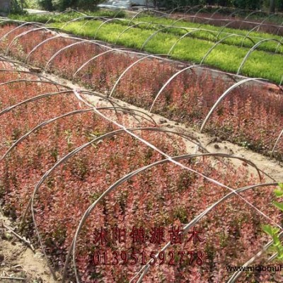 香蒲，荇菜，再力花