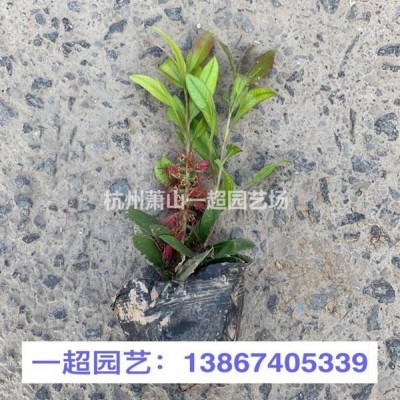 伊樂藻 伊樂藻基地 伊樂藻產(chǎn)地直銷 各種藻類植物品種規(guī)格*