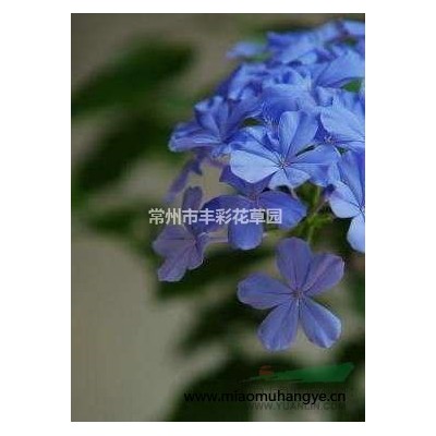 江蘇 常州 供應(yīng) 紫芋 批發(fā)價 銷售