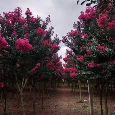 江蘇紫藤基地 大量批發(fā)紫藤