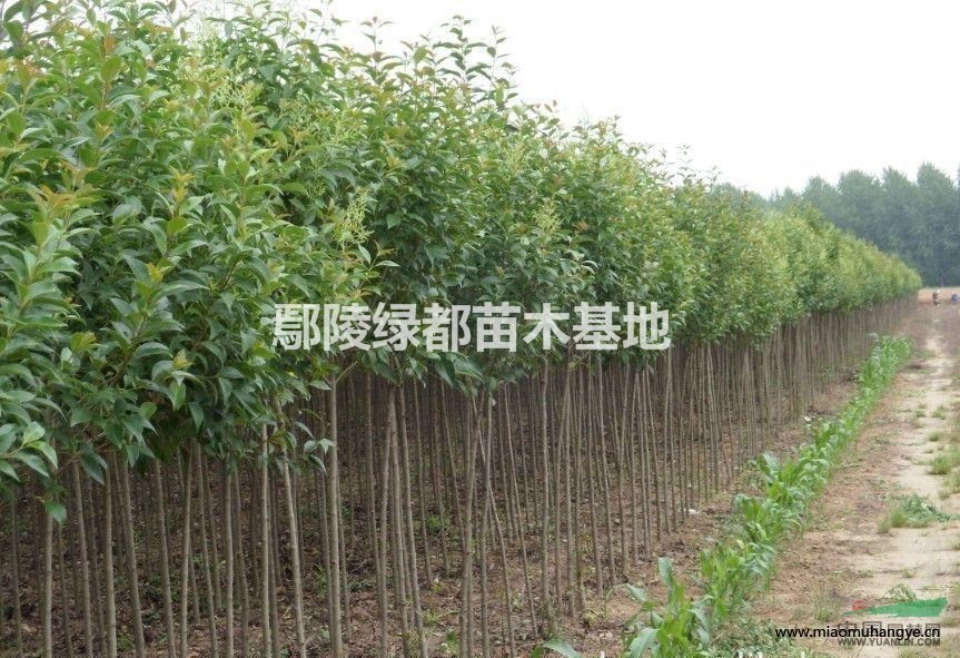 出售爬藤類植物 1公分紫藤 2公分紫藤 3公分紫藤 4公分紫藤 到8公分紫藤