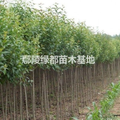 出售爬藤類植物 1公分紫藤 2公分紫藤 3公分紫藤 4公分紫藤 到8公分紫藤