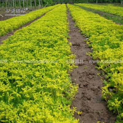 剪股穎草坪價(jià)格_剪股穎草坪產(chǎn)地_剪股穎草坪草皮苗圃基地