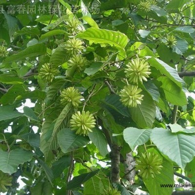 剪股穎草坪草皮 公園綠地高質(zhì)量草坪草皮 高爾夫保齡球道草坪 學(xué)校操場工程綠化類草坪價(jià)格