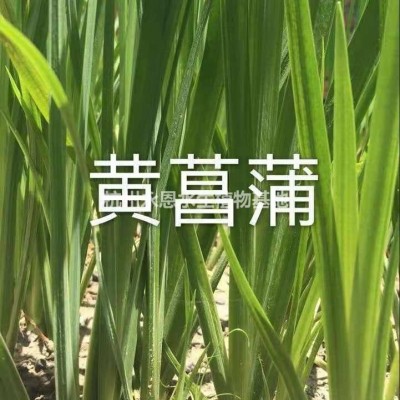 水生美人蕉農(nóng)戶直銷，大量批發(fā)