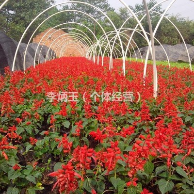 四川細葉芒種植基地.16杯細葉芒價格.大量出售各種水生植物