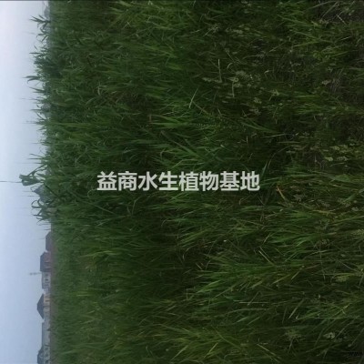 浙江紫芋全年供應(yīng)