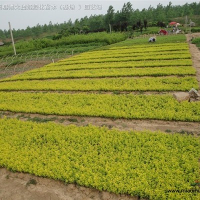 凌霄小苗批發(fā)供應 1-5公分凌霄樹苗價格，攀援藤本爬藤植物