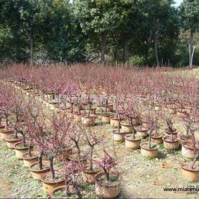 基地供應(yīng)爬山虎、薔薇