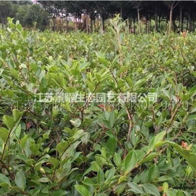 江蘇景曜生態(tài)苗木基地/供應/高羊茅草坪大量低價銷售/價格圖片