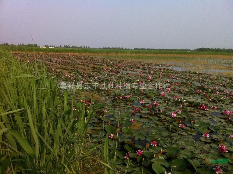 荷花苗價格、觀賞蓮圖片、睡蓮價格、睡蓮圖片、荷花苗基地