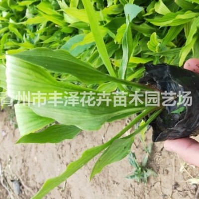 水生植物水蔥價(jià)格，水蔥基地