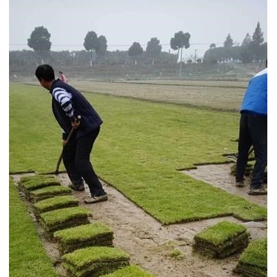 爬藤植物長(zhǎng)春藤,常春藤 常青藤