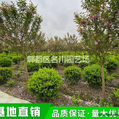 成都油麻藤種植基地_常春油麻藤批發(fā)價_牛馬藤價格_供應(yīng)長青藤條植物_花境攀援植物_爬藤綠化苗木