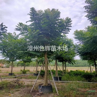 福建供應(yīng)高度20-50公分的常春藤，花葉常春藤