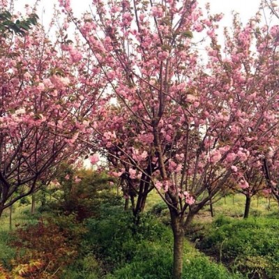 浙江花葉常春藤*新報價/花葉常春藤圖片