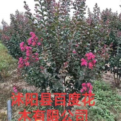 低價(jià)出售無刺薔薇  紅花薔薇  白花薔薇    黃刺玫