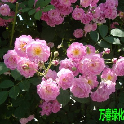 出售大量苗木 -薔薇 工程苗木量大優(yōu)惠規(guī)格*