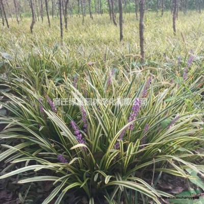 馬尼拉草坪·馬尼拉草坪圖片·馬尼拉草坪種植基地