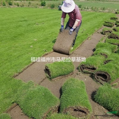 馬尼拉草坪行情報價\馬尼拉草坪圖片展示