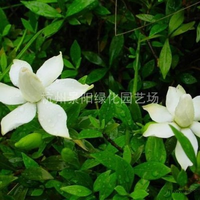 馬尼拉 別名：溝葉結(jié)縷草、半細(xì)葉結(jié)縷草、小芝型結(jié)縷草