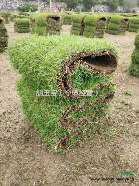 大量馬尼拉草塊草卷，基地直銷