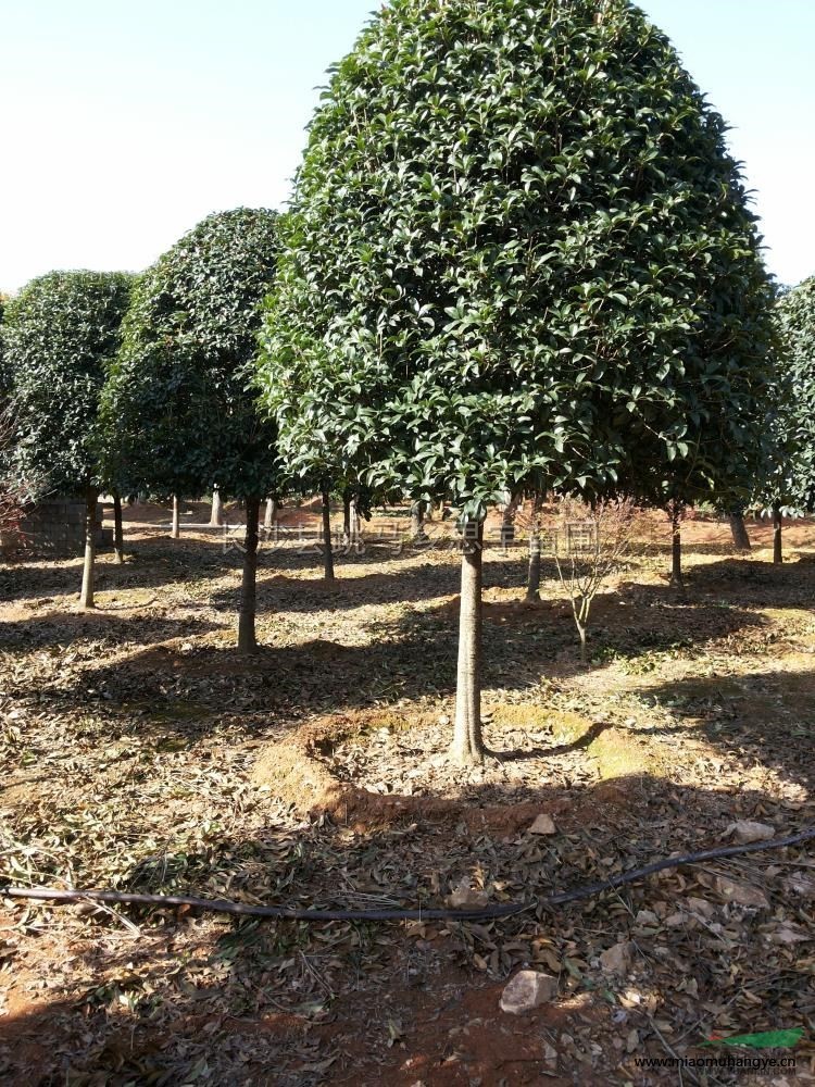 湖南馬尼拉草皮基地信息