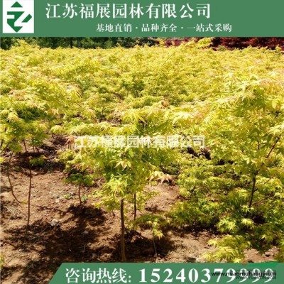 狗牙根草籽價(jià)格  狗牙根圖片