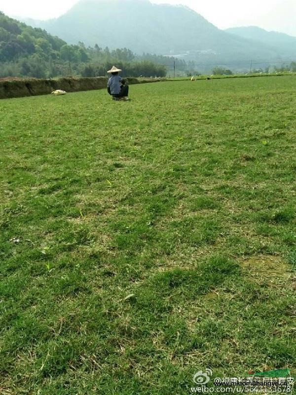 福建漳州長'泰九成馬尼拉草