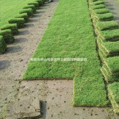 江蘇草坪基地批發(fā):矮生百慕大草坪，百慕大草皮，常州狗牙根草坪