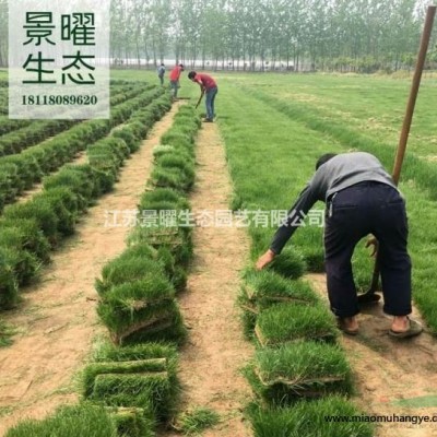 江蘇景曜生態(tài)苗木基地供應馬尼拉草坪/圖片/產地直銷/批發(fā)價格