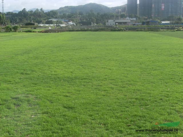 福州草坪馬尼拉草皮大量優(yōu)惠出售