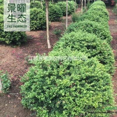 江蘇景曜生態(tài)苗木基地/供應/結縷草/圖片/產地直銷/批發(fā)價格