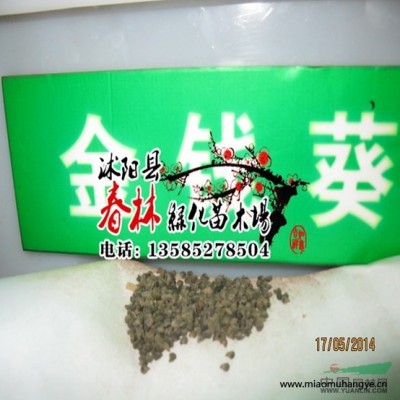 結(jié)縷草價(jià)格 中華結(jié)縷草 中華結(jié)縷草草坪 中華結(jié)縷草草坪護(hù)坡草坪