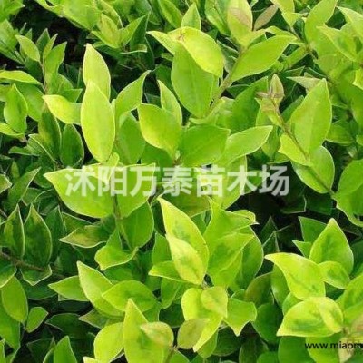 百慕大草坪供應，大量百慕大草坪批發(fā)，百慕大草坪價格