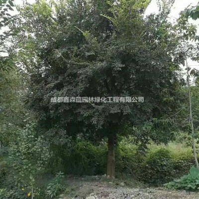 中華結(jié)縷草批發(fā)基地 中華結(jié)縷草基地 成都臺灣二號草皮基地