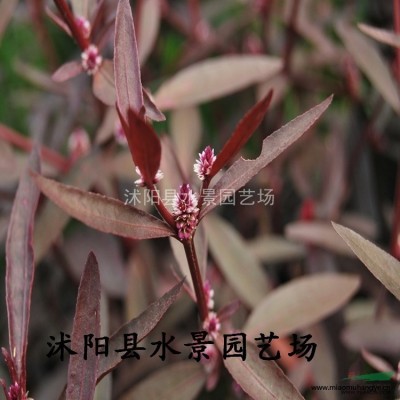 馬尼拉，馬尼拉草，溝葉結(jié)縷草、半細(xì)葉結(jié)縷草、小芝I型結(jié)縷草