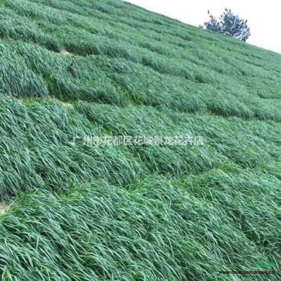 廣東廣州狗牙根草種耐旱耐熱草種百慕大草坪種子