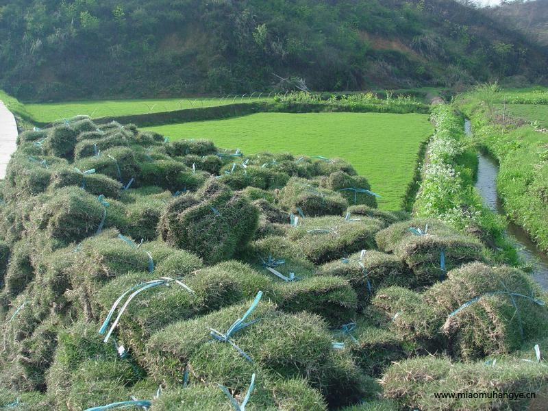 大量馬尼拉草