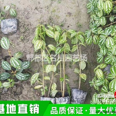 成都百慕大草坪種植基地_狗牙根草卷價格_矮生百慕大草皮批發(fā)_供應果嶺草坪_暖季草坪*_草坪綠化施工