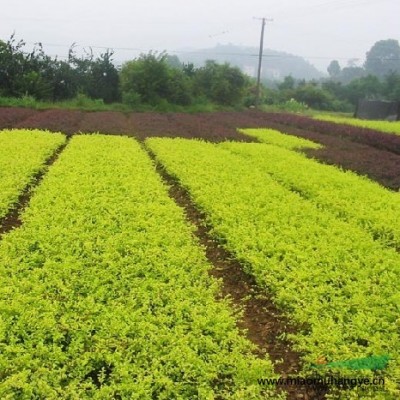 馬尼拉草坪價格，馬尼拉草坪批發(fā)，