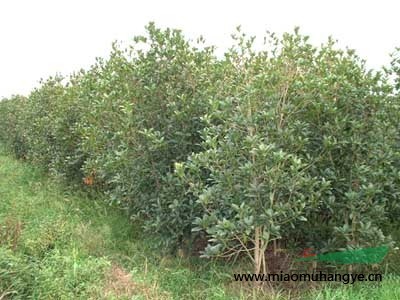 銷(xiāo)售馬尼拉草皮.桂花.紅桎木.四季桂花/八月桂花樹(shù)、小葉女