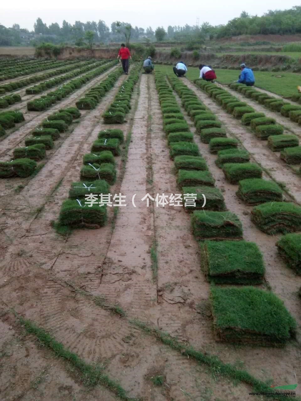 安徽滁州草坪基地現(xiàn)供應(yīng)大量百慕大，馬尼拉草坪。