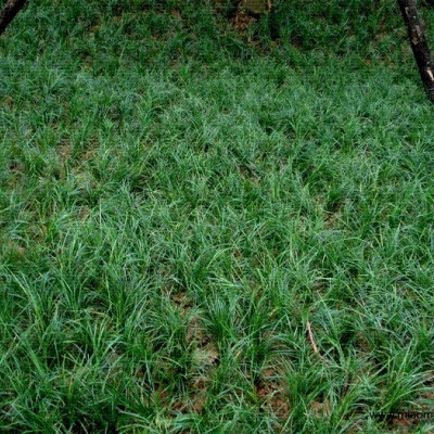 馬尼拉草坪 馬尼拉草皮 玉龍草 麥冬草