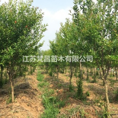 百慕大草坪價(jià)格_百慕大草坪圖片_百慕大草坪基地