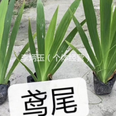 百慕大草坪批發(fā)價格.草坪種植基地