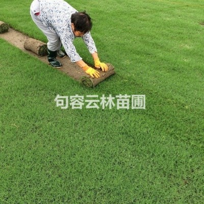 江蘇中華結(jié)縷草 江蘇中華結(jié)縷草 中華結(jié)縷草價格介紹