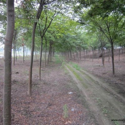 麥冬價格，馬尼拉草坪價格，蔥蘭價格，紅花草價格，鳶尾價格，